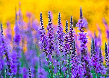 暴雪总裁展示《暗黑破坏神4》的封测邀请海报